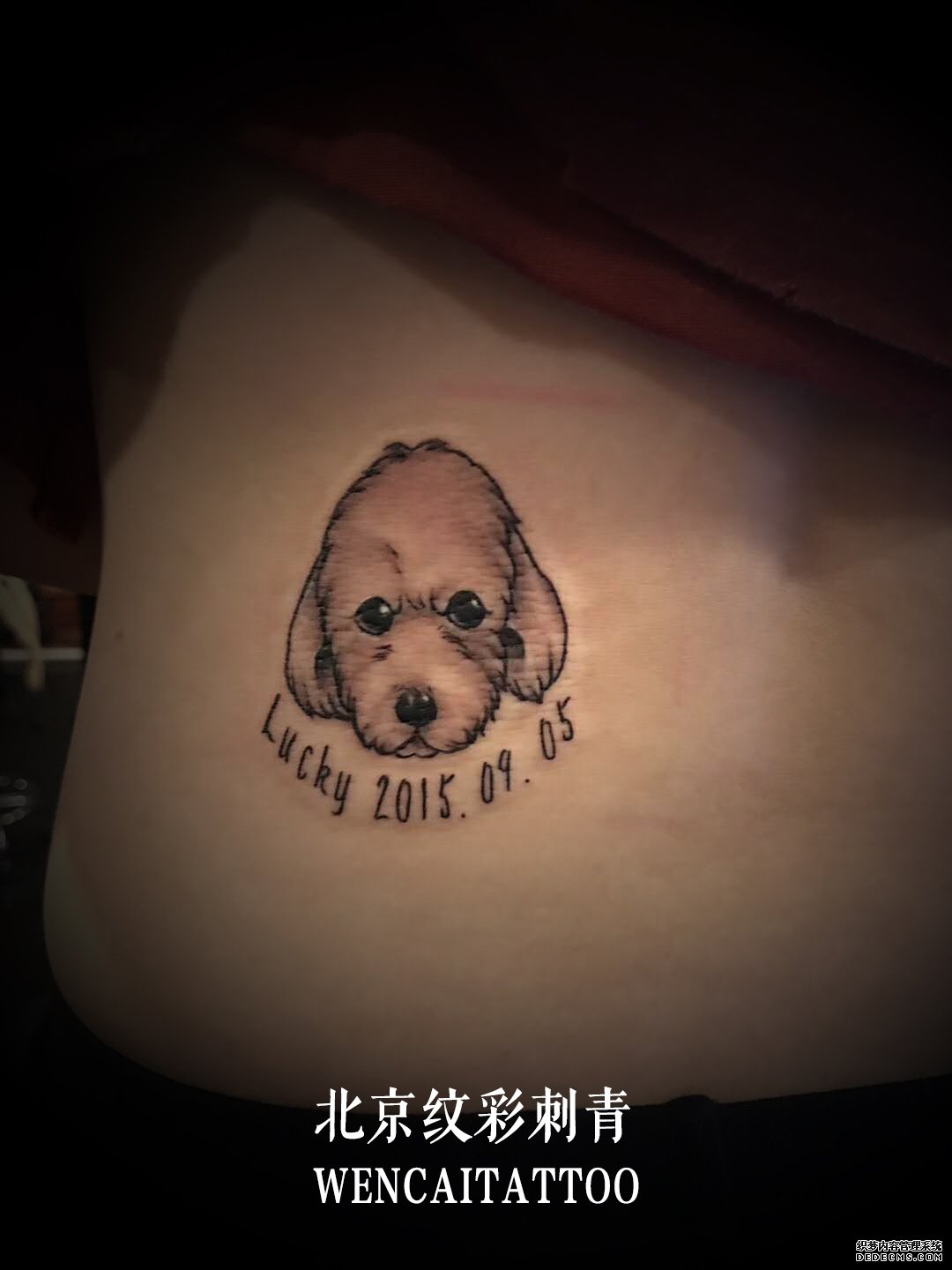 北京美丽的许小姐侧腰上的狗狗纹身图案